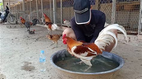 Rooster Cleaning